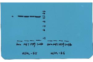 Western Blotting (WB) image for anti-Olfactomedin 1 (OLFM1) antibody (ABIN1874002)