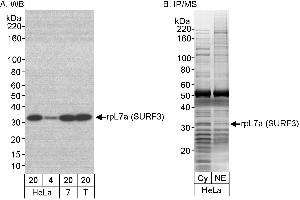 Immunoprecipitation (IP) image for anti-RpL7a/SURF3 (C-Term) antibody (ABIN7453867) (RpL7a/SURF3 (C-Term) Antikörper)