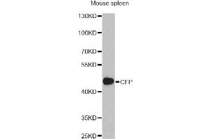 Western blot analysis of extracts of mouse spleen, using CFP antibody (ABIN1876586) at 1:1000 dilution. (CFP Antikörper)