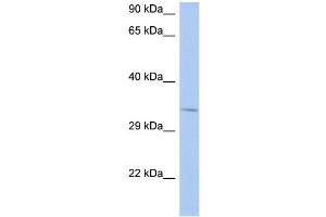 WB Suggested Anti-NAPB Antibody Titration:  0. (NAPB Antikörper  (N-Term))