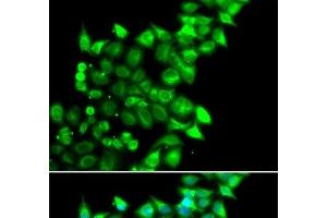 Immunofluorescence analysis of U2OS cells using MEST Polyclonal Antibody