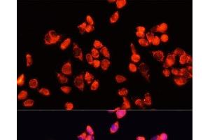 Immunofluorescence analysis of HeLa cells using Angiopoietin 2 Polyclonal Antibody at dilution of 1:100 (40x lens). (Angiopoietin 2 Antikörper)