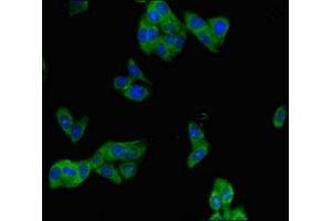 Immunofluorescent analysis of HepG2 cells using ABIN7163679 at dilution of 1:100 and Alexa Fluor 488-congugated AffiniPure Goat Anti-Rabbit IgG(H+L) (PHLDB2 Antikörper  (AA 734-1030))