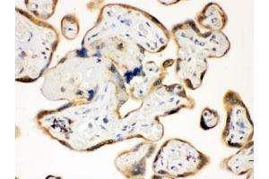 IHC testing of FFPE human placenta with TLR7 antibody.