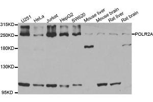 Western blot analysis of extracts of various cell lines, using POLR2A antibody. (POLR2A/RPB1 Antikörper  (AA 1-260))