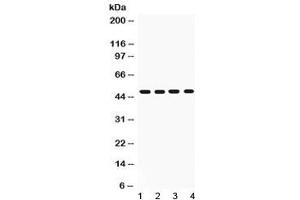 Western blot testing of rat 1) liver, 2) spleen, 3) brain and 4) heart lysate with CD95 antibody at 1ug/ml. (FAS Antikörper  (N-Term))