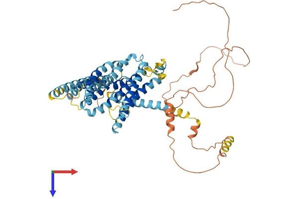 TMEM184C Protein (AA 1-525) (His tag)