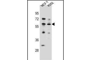 KLF4 Antibody (Center) (ABIN656007 and ABIN2845383) western blot analysis in MCF-7,K562 cell line lysates (35 μg/lane). (KLF4 Antikörper  (AA 283-314))