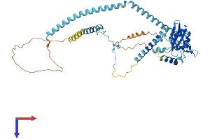 SH2D4A Protein (AA 1-454) (His tag)