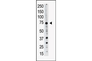 Western blot analysis of PRDM14 polyclonal antibody (ABIN388018 and ABIN2845429) in A549 cell lysate. (PRDM14 Antikörper  (N-Term))