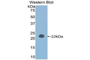 Western blot analysis of the recombinant protein. (IFNA4 Antikörper  (AA 33-189))
