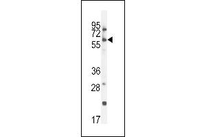 CCDC148 Antikörper  (AA 279-307)