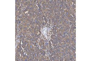 IHC analysis of SEC23IP using anti-SEC23IP antibody (ABIN7601222). (SEC23IP Antikörper  (AA 30-426))