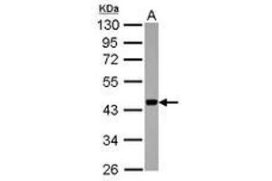 Image no. 2 for anti-Apolipoprotein B mRNA Editing Enzyme, Catalytic Polypeptide-Like 3F (APOBEC3F) (AA 34-263) antibody (ABIN1496666) (APOBEC3F Antikörper  (AA 34-263))
