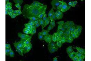 Immunofluorescence (IF) image for anti-Basigin (Ok Blood Group) (BSG) antibody (Alexa Fluor 488) (ABIN2657334)