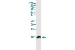 Western Blotting (WB) image for anti-Barrier To Autointegration Factor 1 (BANF1) (AA 1-89) antibody (ABIN563813)