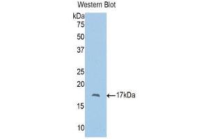 Western Blotting (WB) image for anti-Polybromo 1 (PBRM1) (AA 957-1086) antibody (ABIN1860136) (Polybromo 1 Antikörper  (AA 957-1086))
