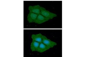 ICC/IF analysis of PGD in Hep3B cells line, stained with DAPI (Blue) for nucleus staining and monoclonal anti-human PGD antibody (1:100) with goat anti-mouse IgG-Alexa fluor 488 conjugate (Green). (PGD Antikörper  (AA 1-483))