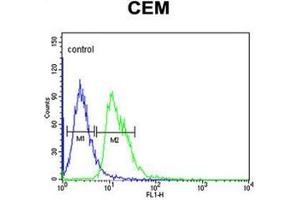 Flow cytometric analysis of CEM cells using DIAPH2 Antibody  (right histogram) compared to a negative control cell (left histogram).