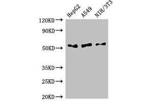 Western Blot Positive WB detected in: HepG2 whole cell lysate, A549 whole cell lysate, NIH/3T3 whole cell lysate All lanes: IFI44L antibody at 2. (IFI44L Antikörper  (AA 206-307))