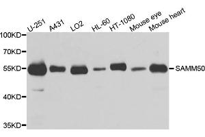 Western blot analysis of extracts of various cell lines, using SAMM50 antibody. (SAMM50 Antikörper)
