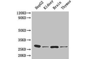Western Blot Positive WB detected in: HepG2 whole cell lysate, Mouse kidney tissue, Mouse brain tissue, Mouse thymus tissue All lanes: YWHAH antibody at 4. (14-3-3 eta Antikörper  (AA 4-246))