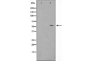 Western blot analysis of GLUT1 expression in Mouse liver tissue. (GLUT1 Antikörper  (C-Term))