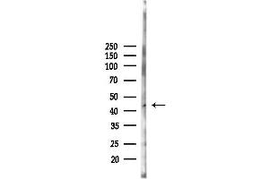 anti-Neurotensin Receptor 2 (NTSR2) (Internal Region) antibody