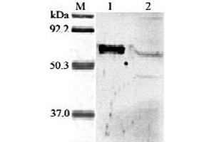 Western blot analysis of human ANGPTL6 using anti-ANGPTL6  at 1:2,000 dilution. (ANGPTL6 Antikörper  (AA 114-130))