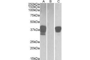 HEK293 lysate (10ug protein in RIPA buffer) overexpressing Human POU2AF1 with DYKDDDDK tag probed with ABIN768553(1ug/ml) in Lane A and probed with anti- DYKDDDDK Tag (1/3000) in lane C. (POU2AF1 Antikörper  (C-Term))