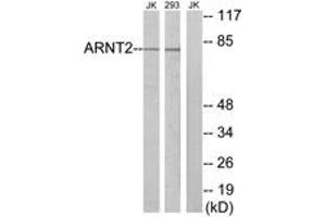 Western Blotting (WB) image for anti-Aryl Hydrocarbon Receptor Nuclear Translocator 2 (ARNT2) (AA 21-70) antibody (ABIN2889767) (ARNT2 Antikörper  (AA 21-70))