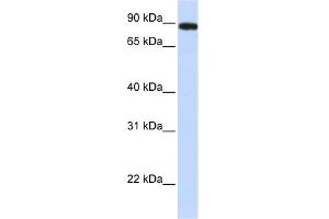 WB Suggested Anti-FAM47A Antibody Titration: 0.