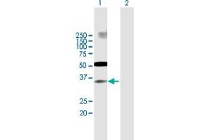 Western Blot analysis of IRF2 expression in transfected 293T cell line by IRF2 MaxPab polyclonal antibody. (IRF2 Antikörper  (AA 1-349))