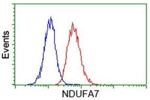 Image no. 3 for anti-NADH Dehydrogenase (Ubiquinone) 1 alpha Subcomplex, 7, 14.5kDa (NDUFA7) antibody (ABIN1499660) (NDUFA7 Antikörper)