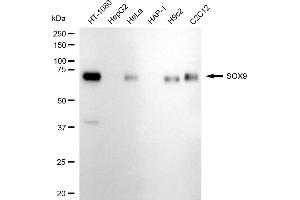 Western blotting analysis using SOX9 antibody (ABIN7800973).