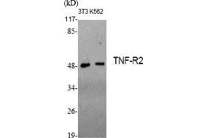 Western Blot analysis of various cells using TNF-R2 Polyclonal Antibody diluted at 1:1000.