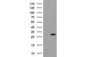 Image no. 2 for anti-Pyrroline-5-Carboxylate Reductase 3 (PYCRL) antibody (ABIN1500522) (PYCRL Antikörper)