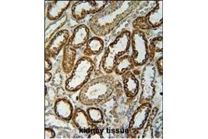 NDUFC2 Antibody (C-term) (ABIN654699 and ABIN2844392) immunohistochemistry analysis in formalin fixed and paraffin embedded human kidney tissue followed by peroxidase conjugation of the secondary antibody and DAB staining.