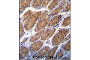 CLDN2 Antibody (C-term ) (ABIN656563 and ABIN2845823) immunohistochemistry analysis in formalin fixed and paraffin embedded human stomach tissue followed by peroxidase conjugation of the secondary antibody and DAB staining. (Claudin 2 Antikörper  (C-Term))