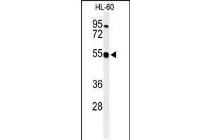 Western blot analysis of HS2ST1 Antibody in HL-60 cell line lysates (35ug/lane)