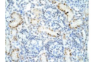 DAZAP1 antibody was used for immunohistochemistry at a concentration of 4-8 ug/ml to stain Epithelial cells of renal tubule (arrows) in Human Kidney. (DAZAP1 Antikörper  (C-Term))