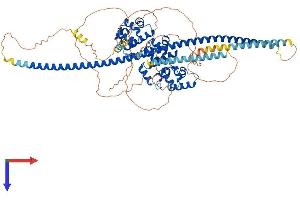 Kazrin Protein (KAZ) (AA 1-779) (His tag)
