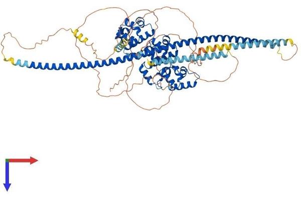 Kazrin Protein (KAZ) (AA 1-779) (His tag)