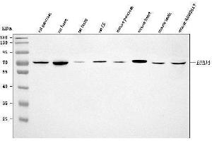 Western blot analysis of EHD4 using anti-EHD4 antibody (ABIN7599824).