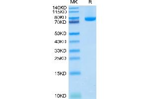 BAFF Protein (Trimer) (hFc-DYKDDDDK Tag)