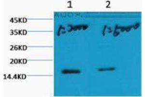 Western Blot (WB) analysis of HeLa, diluted at 1) 1:2000, 2) 1:5000. (Histone 3 Antikörper  (H3K79me3))