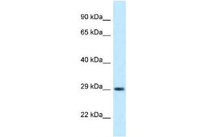 WB Suggested Anti-Olig1 Antibody Titration: 1.