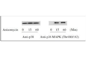 Western blot analysis of extracts from 1 μg/mL Anisomycin treated Hela cells. (ERK1/2, JNK, p38 MAPK ELISA Kit)