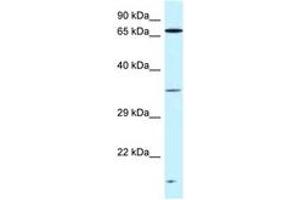 Image no. 1 for anti-Vacuolar Protein Sorting-Associated Protein 26A (VPS26A) (C-Term) antibody (ABIN6747495) (VPS26A Antikörper  (C-Term))