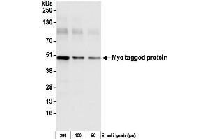 Western Blotting (WB) image for anti-Myc Tag antibody (HRP) (ABIN7449524) (Myc Tag Antikörper  (HRP))